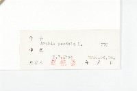 垂果南芥菜藏品圖，第3張