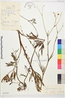 匍枝毛茛藏品圖，第1張