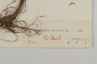 杓兒菜藏品圖，第3張