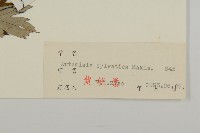 林艾蒿藏品圖，第3張