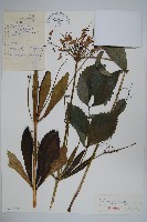 輪葉沙參藏品圖，第1張