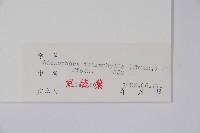 輪葉沙參藏品圖，第2張