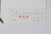 東北土當歸藏品圖，第2張