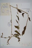 牧根草藏品圖，第1張