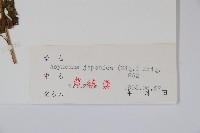 牧根草藏品圖，第2張