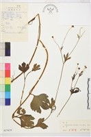 浮毛茛藏品圖，第1張
