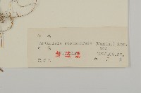 寬葉山蒿藏品圖，第3張