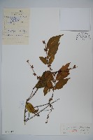 金銀忍冬藏品圖，第1張