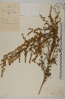 青蒿藏品圖，第1張