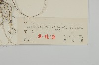 小艾藏品圖，第3張