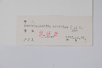 砂引草藏品圖，第2張