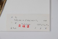 聚花風鈴草藏品圖，第2張