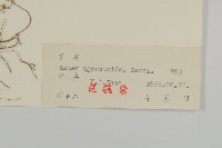 山白蘭藏品圖，第3張