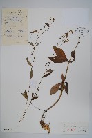 展枝沙參藏品圖，第1張