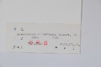 展枝沙參藏品圖，第2張