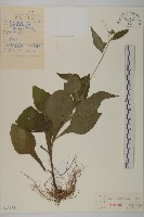 暗花金挖耳藏品圖，第1張