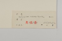 暗花金挖耳藏品圖，第3張