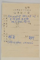 翠菊藏品圖，第2張