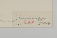 翠菊藏品圖，第3張