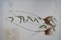 徐長卿藏品圖，第1張