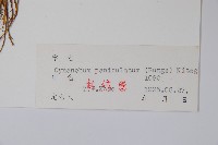 徐長卿藏品圖，第2張