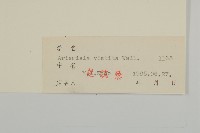 毛蓬蒿藏品圖，第3張