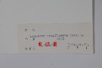 早花忍冬藏品圖，第2張