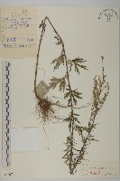 紅足蒿藏品圖，第1張