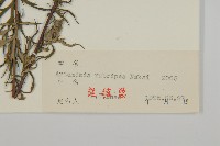 紅足蒿藏品圖，第3張