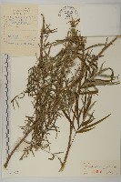 野艾蒿藏品圖，第1張