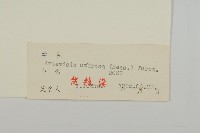 野艾蒿藏品圖，第3張