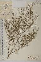 黃蒿藏品圖，第1張