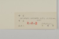 黃蒿藏品圖，第3張