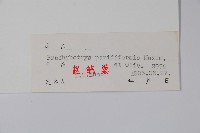 山茄子藏品圖，第2張