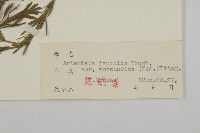 東北牡蒿藏品圖，第3張
