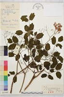 唐松草藏品圖，第1張