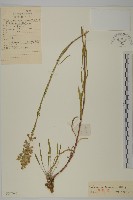 山螞蚱藏品圖，第1張