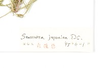 鳳毛菊藏品圖，第3張