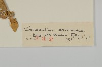 長葉綠珠藜藏品圖，第3張