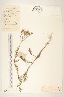 羽葉千里光藏品圖，第1張