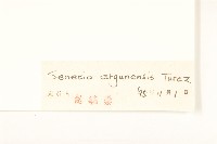 羽葉千里光藏品圖，第3張