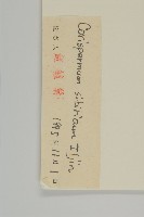 西伯利亞蟲實藏品圖，第3張