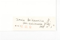 毛旋覆花藏品圖，第3張