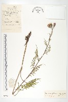 羽苞鳳毛菊藏品圖，第1張