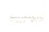 羽苞鳳毛菊藏品圖，第3張