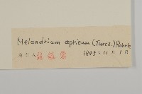 桃色女婁菜藏品圖，第3張