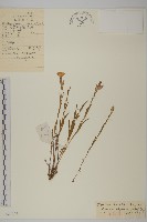 蒙古石竹藏品圖，第1張