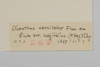 蒙古石竹藏品圖，第3張