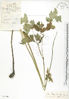 單穗升麻藏品圖，第1張