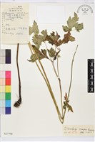 單穗升麻藏品圖，第2張